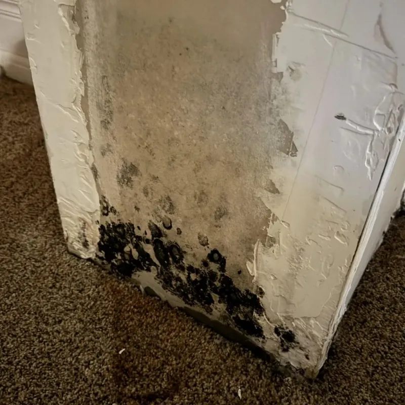 Professional Mold Removal in Collierville, CA